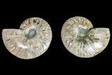 Agatized Ammonite Fossil - Madagascar #145981-1